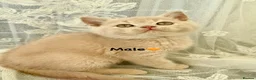 British Shorthair cats for sale: Tortieshell & Cream BSH kittens ready to leave now - Advert 1