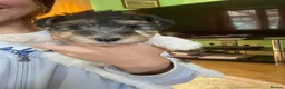 Fox Terrier dogs for sale: 4 stunning fox terrier puppies for sale  - Advert 3