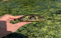 Turtle reptiles for sale: Emys Orbicularis European pond turtle - Image 3