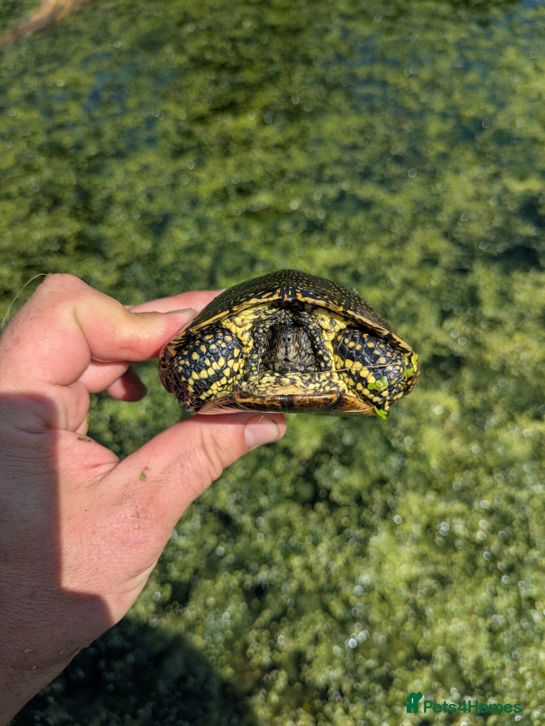 Turtle reptiles for sale: Emys Orbicularis European pond turtle - Image 3