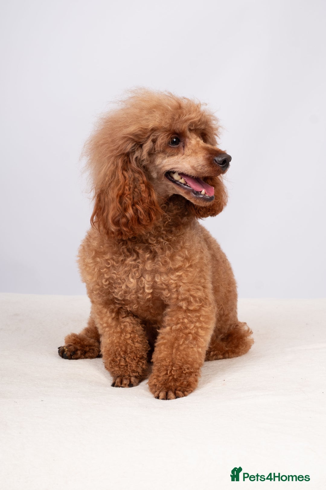 Toy Poodle dogs for stud: EXTENSIVELY HEALTH TESTED DEEP RED POODLE STUD  - Advert 6