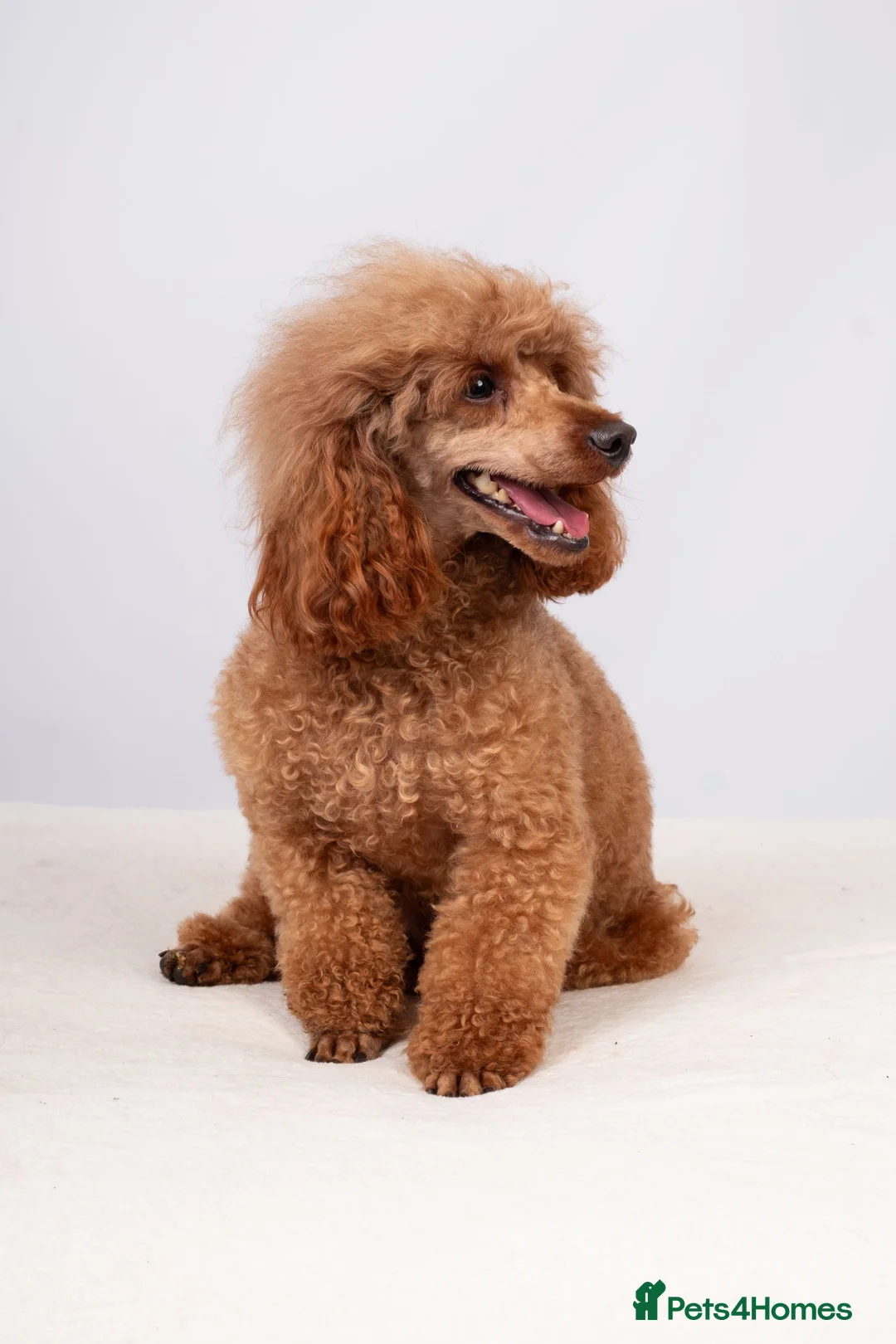Toy Poodle dogs for stud: EXTENSIVELY HEALTH TESTED DEEP RED POODLE STUD  - Advert 6