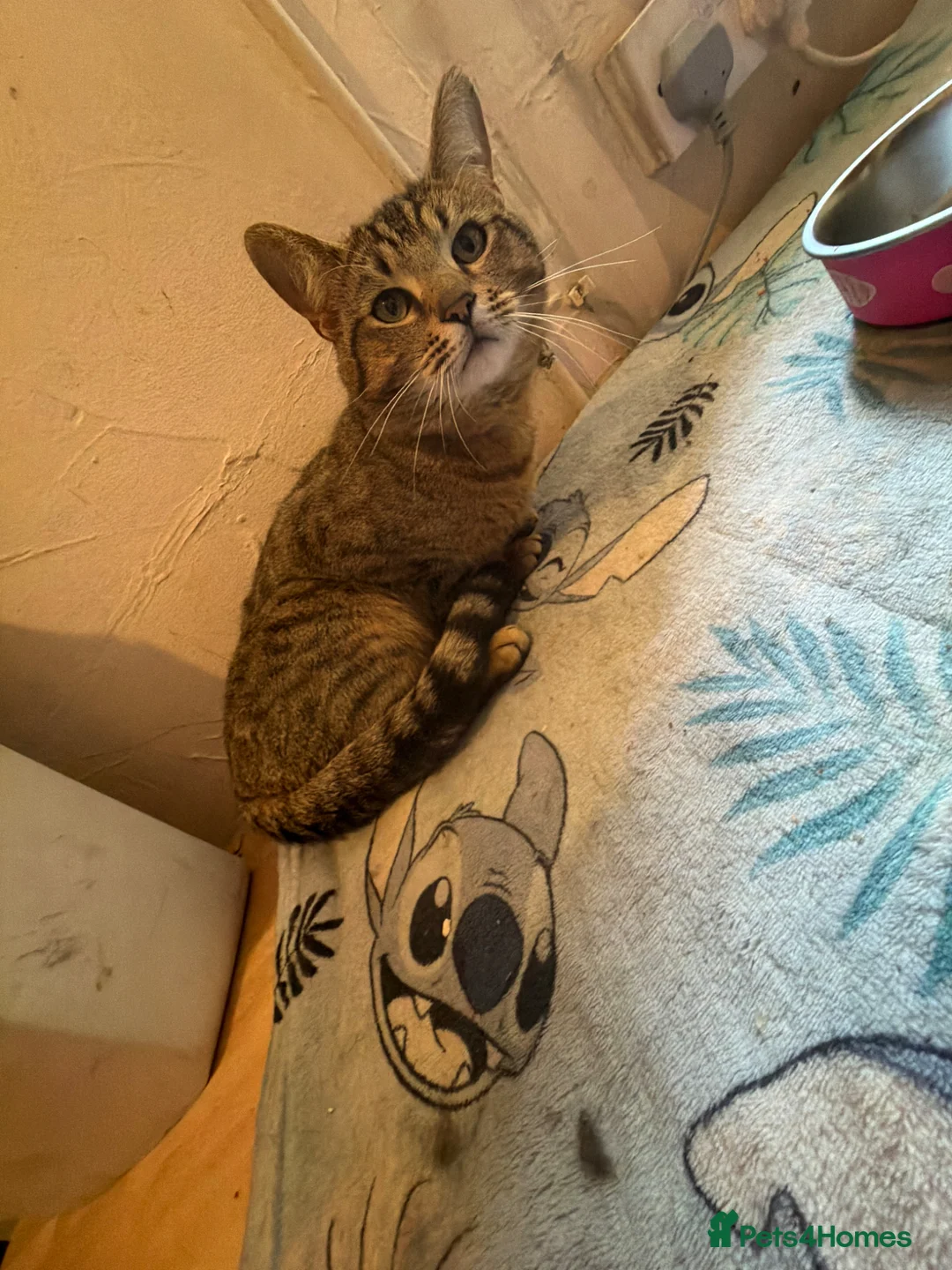 Bengal cats for stud: rolo  in Rochester - Advert 2