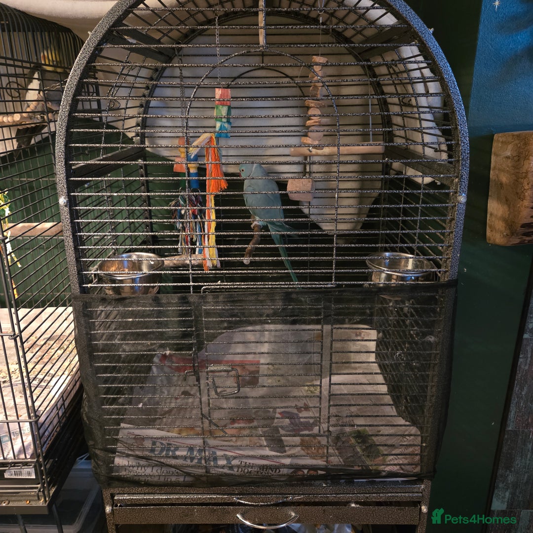 Ringnecks birds for sale: Blue Indian ringneck  - Advert 3