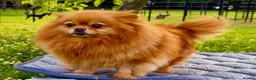 Pomeranian dogs for adoption: Juliet – Female Pomeranian (Young Rescue) - Advert 10