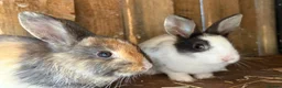 Mixed Breed rabbits for sale: 4 beautiful baby bunnies - Advert 1