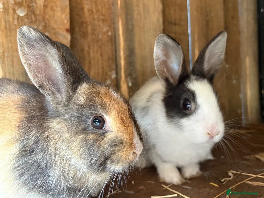 Mixed Breed rabbits for sale: 4 beautiful baby bunnies - Advert 1