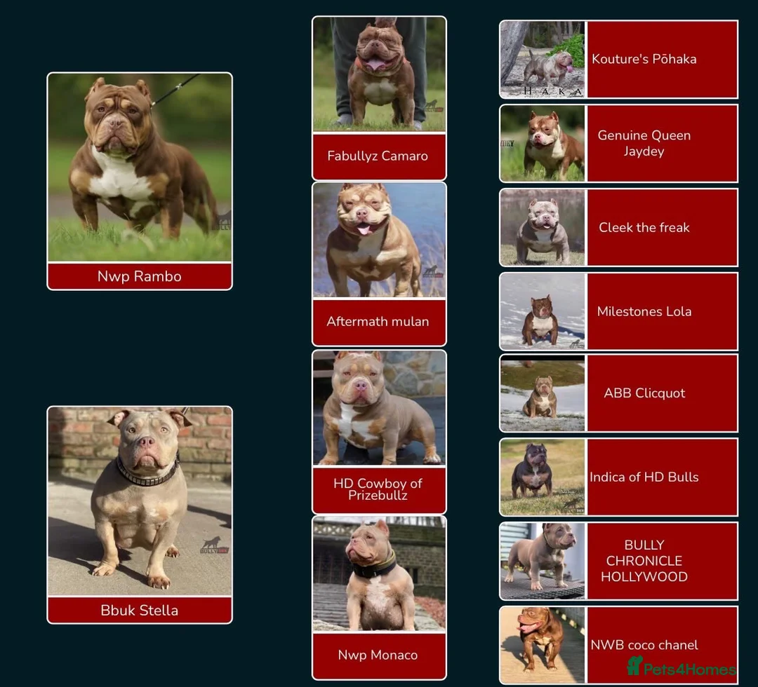 American Bully dogs for sale: Rolo (tri-choc pocket bully) in Bolton - Advert 2