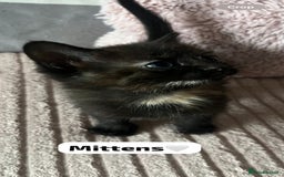 Mixed Breed cats for sale: 7 Beautiful Kittens 🩷💙 - Image 7