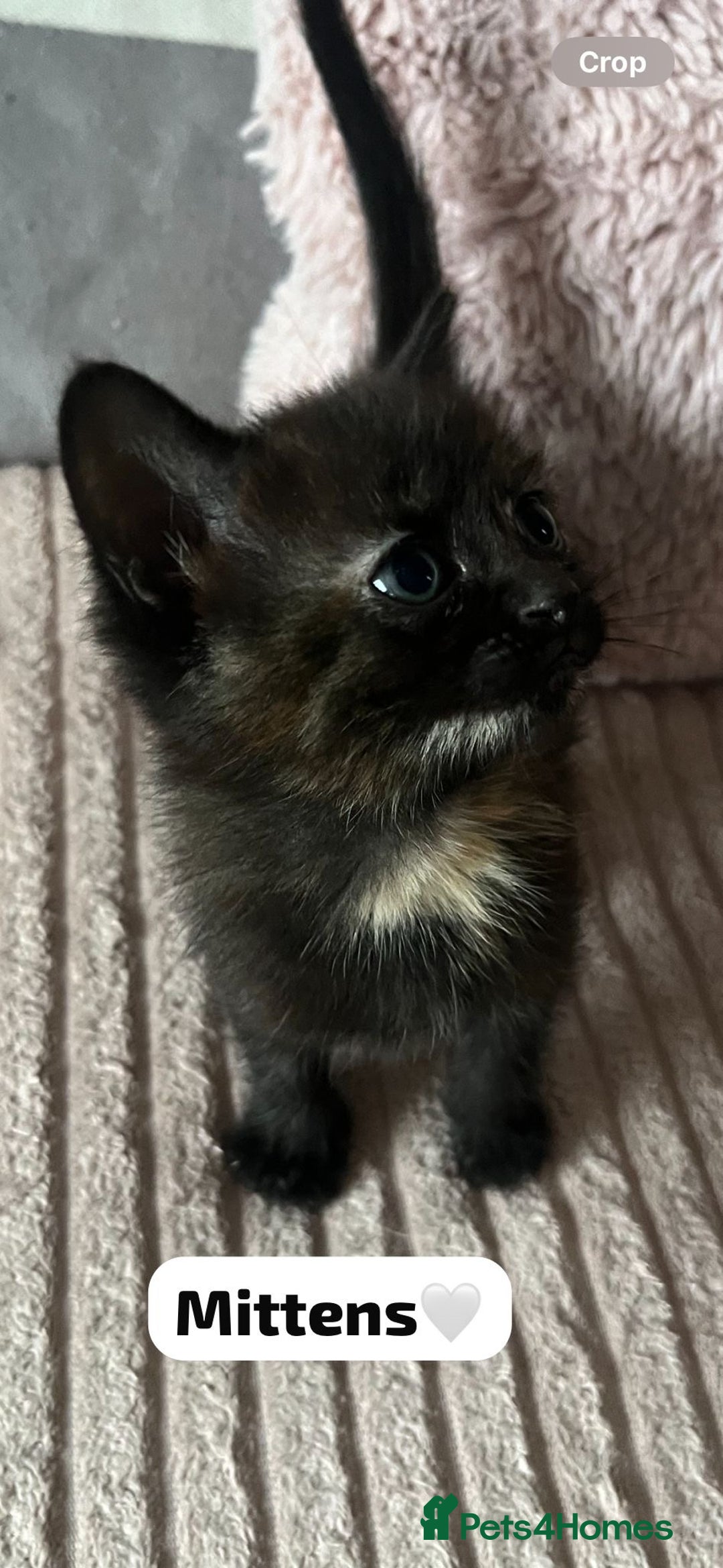Mixed Breed cats for sale: 7 Beautiful Kittens 🩷💙 - Image 7