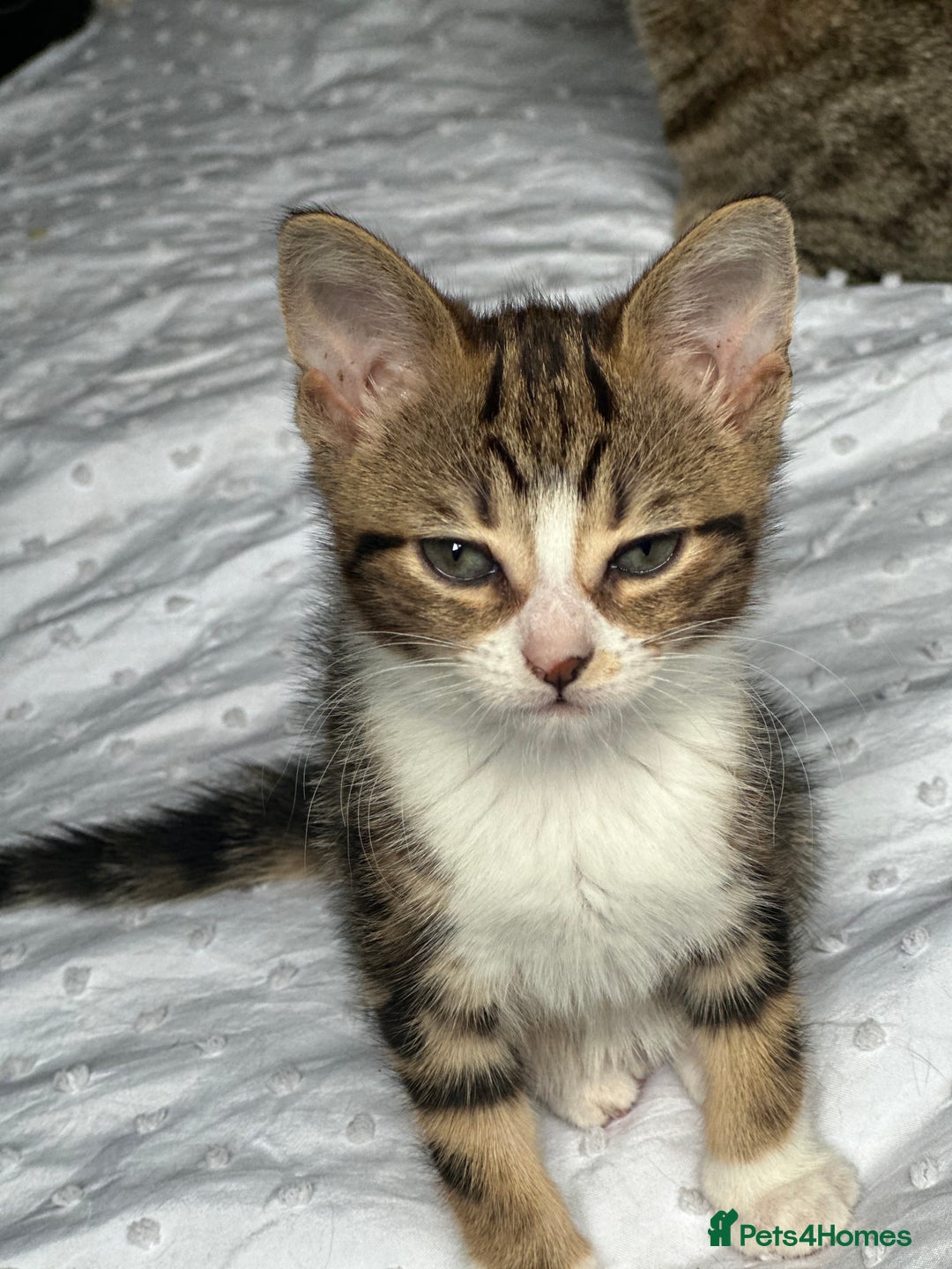 Bengal cats for sale: 5 females bengal cats  - Image 15