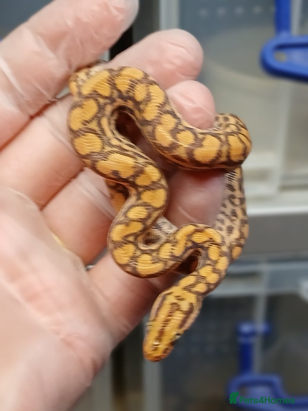 Boa Snake reptiles for sale: Brazilian Rainbow Boa T+Albino  - Image 2