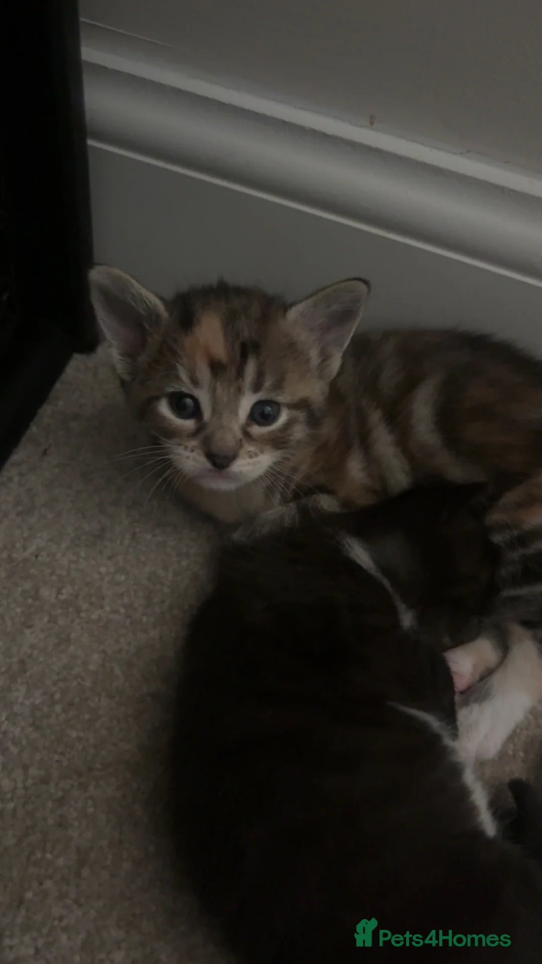 Mixed Breed cats for sale: Stunning kittens  - Advert 15