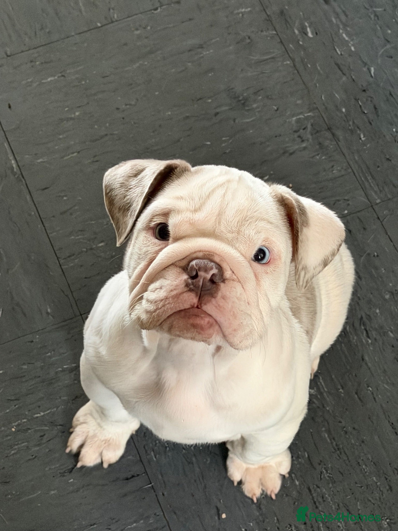 English Bulldog dogs ✨ Female English Bulldog - KC Reg ✨ - Advert 2