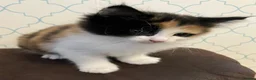 Mixed Breed cats for sale: Litter of 4 beautiful kittens  - Advert 16