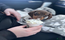 Dachshund dogs for sale: Miniature sausage dog - Image 1