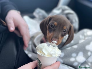 Dachshund dogs for sale - Advert 1