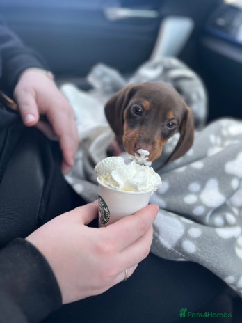 Dachshund dogs - Advert 1