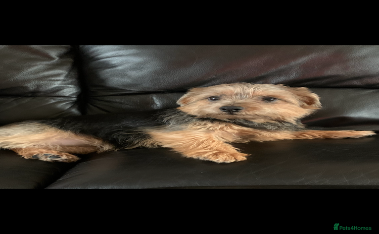 Norfolk Terrier dogs - Advert 4