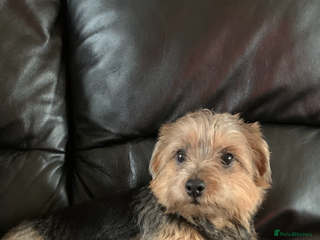 Norfolk Terrier dogs - Advert 1