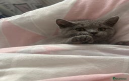 British Shorthair cats for stud: English shorthaired for stud - Image 2