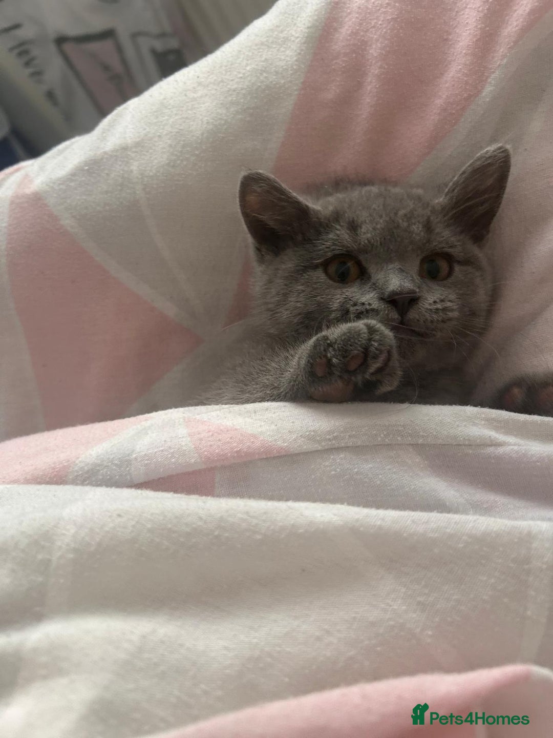 British Shorthair cats for stud: English shorthaired for stud - Image 2