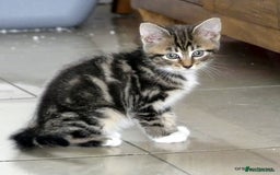 Domestic Shorthair cats for sale: Two very Pretty Kittens - Image 4