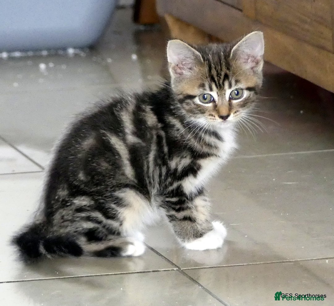 Domestic Shorthair cats for sale: Two very Pretty Kittens - Image 4