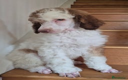 Standard Poodle dogs for sale: KC reg Brown Parti & phantom Standard Poodle pups - Image 16