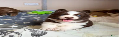Jessie