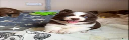 Pomsky dogs for sale: *Ready 1 week* 🇺🇸 Lines Rare Chocolate F3s  - Advert 28