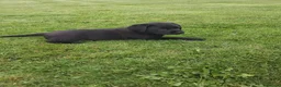 Labrador Retriever dogs for sale: Black Labrador Pups - Advert 2