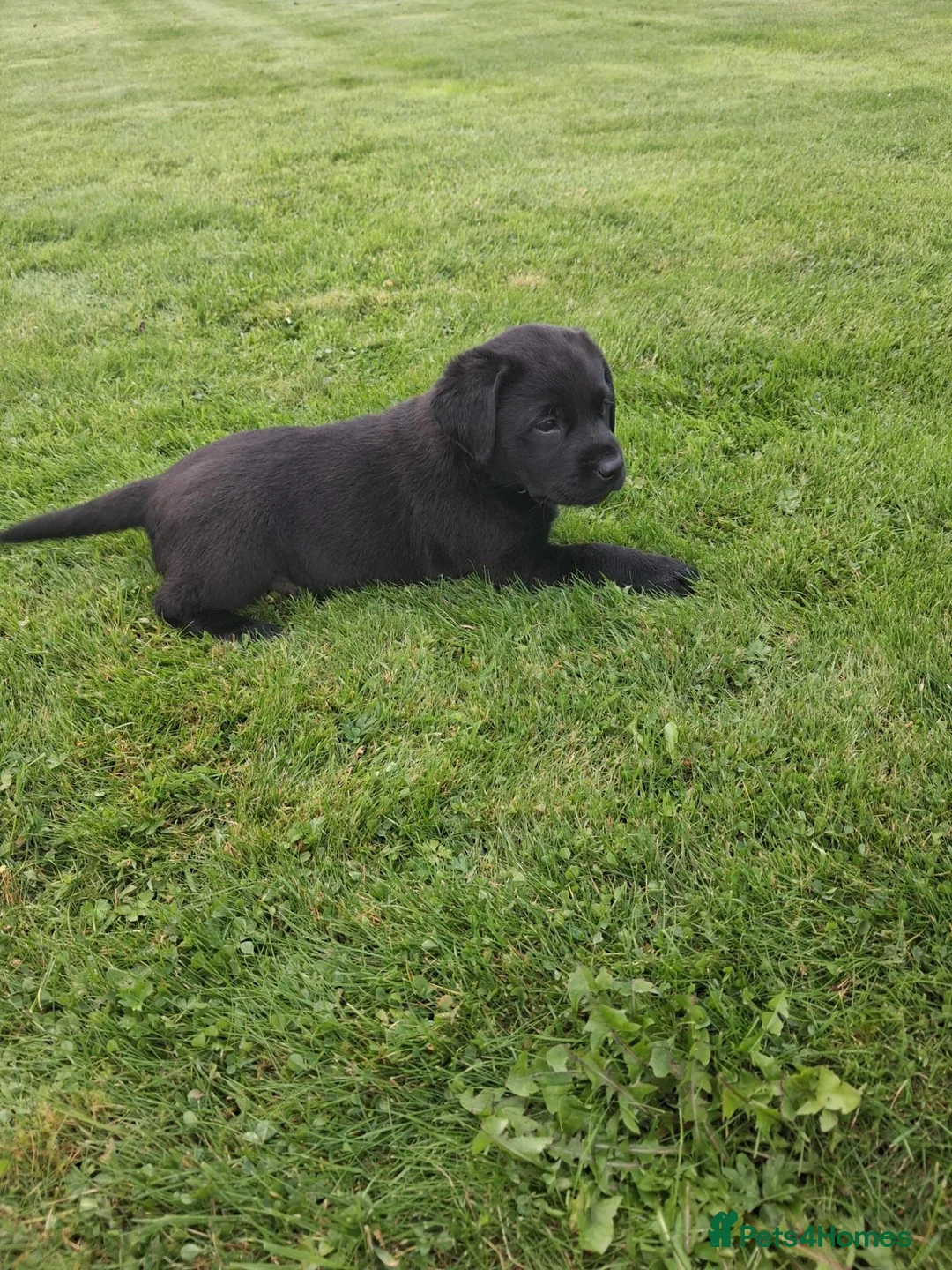 Labrador Retriever dogs for sale: Black Labrador Pups - Advert 2