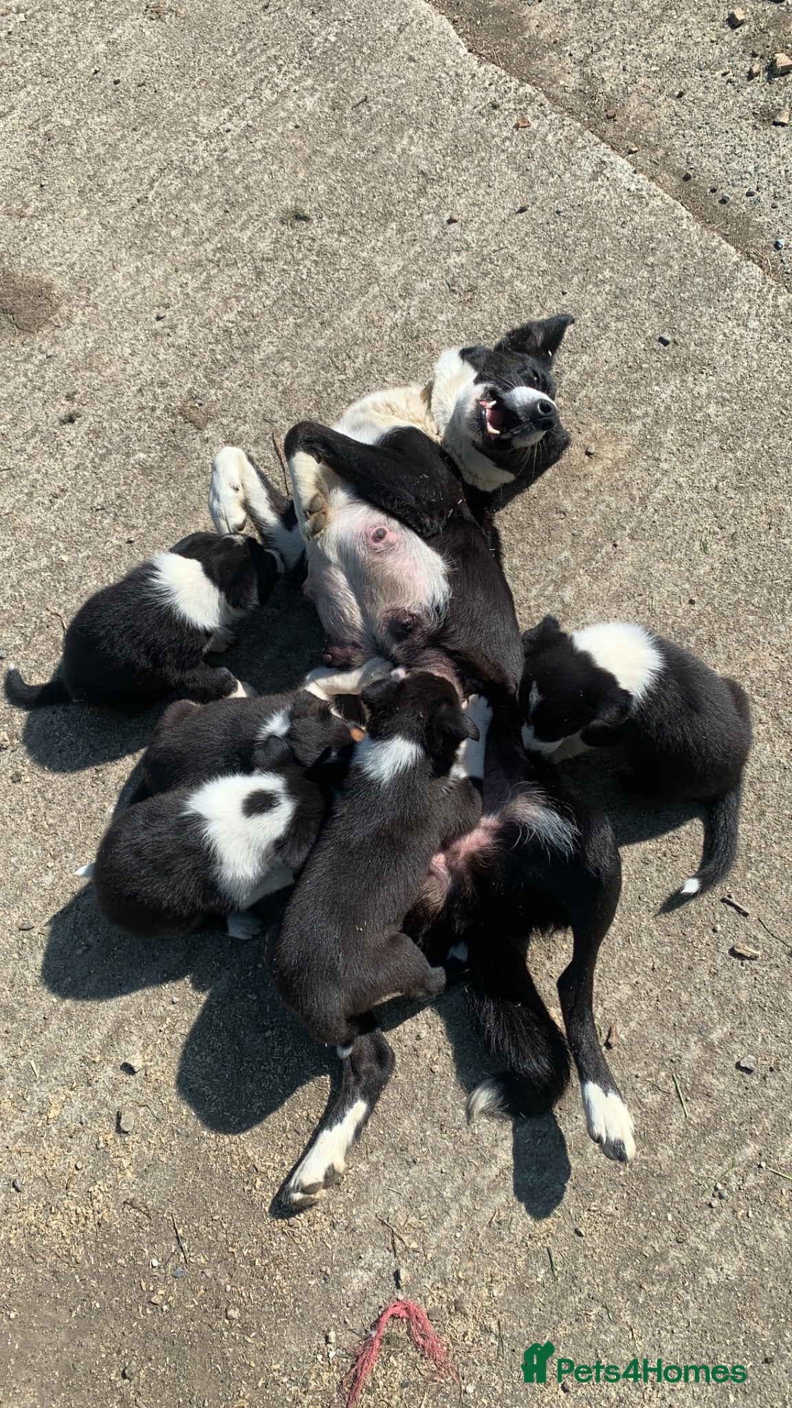 Border Collie dogs Beautiful collie pups looking for forever homes - Advert 2