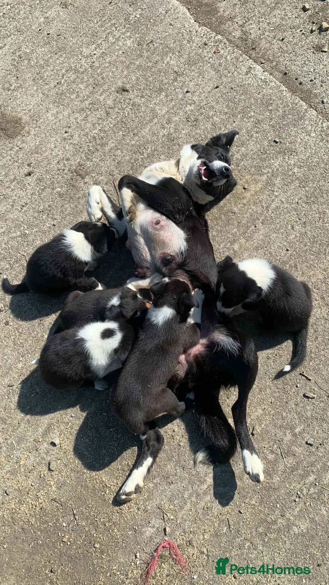 Border Collie dogs for sale: Beautiful collie pups looking for forever homes in Bude - Advert 1