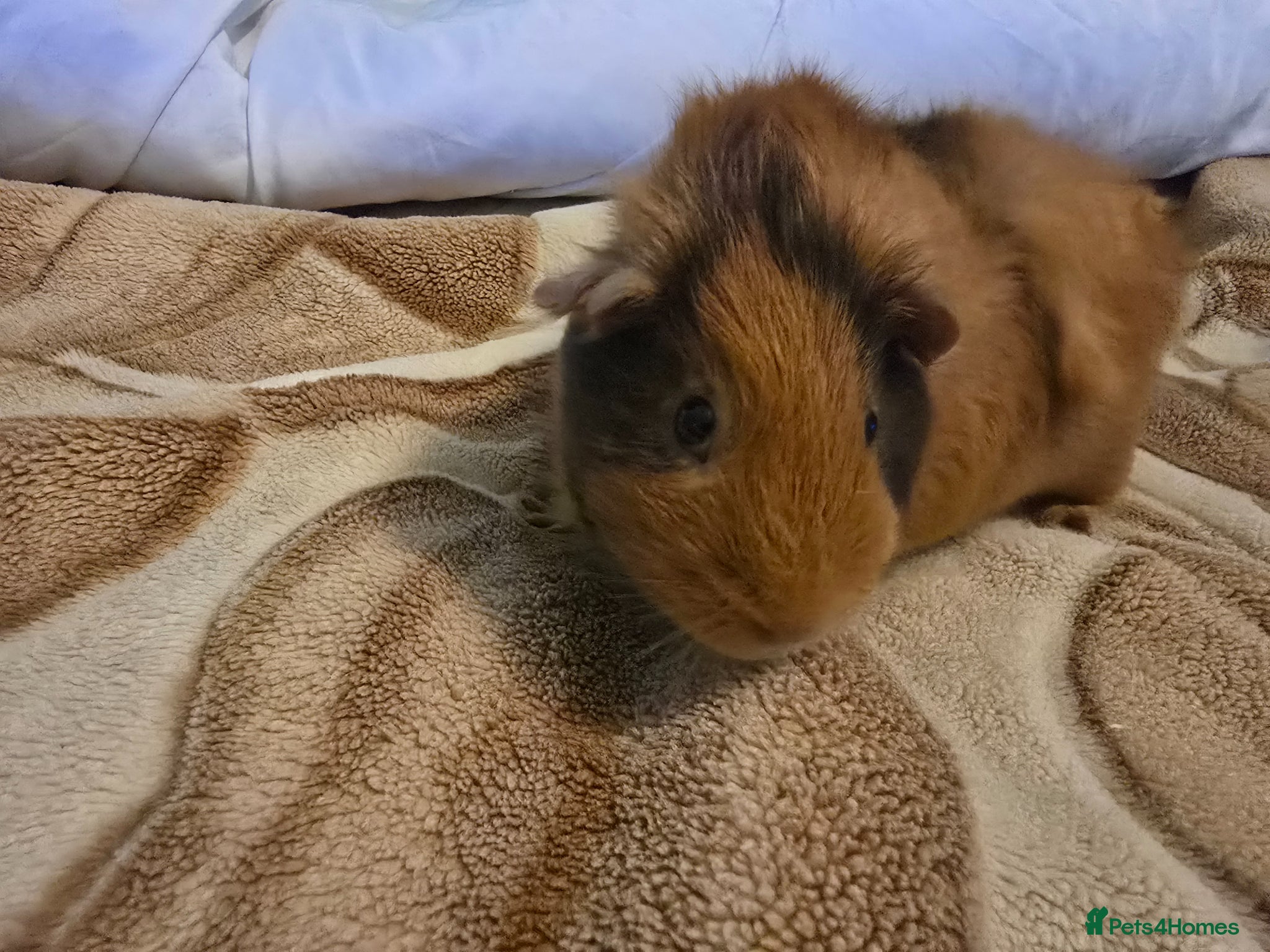 Guinea Pig rodents I'm selling my guinea pigs. - Advert 2