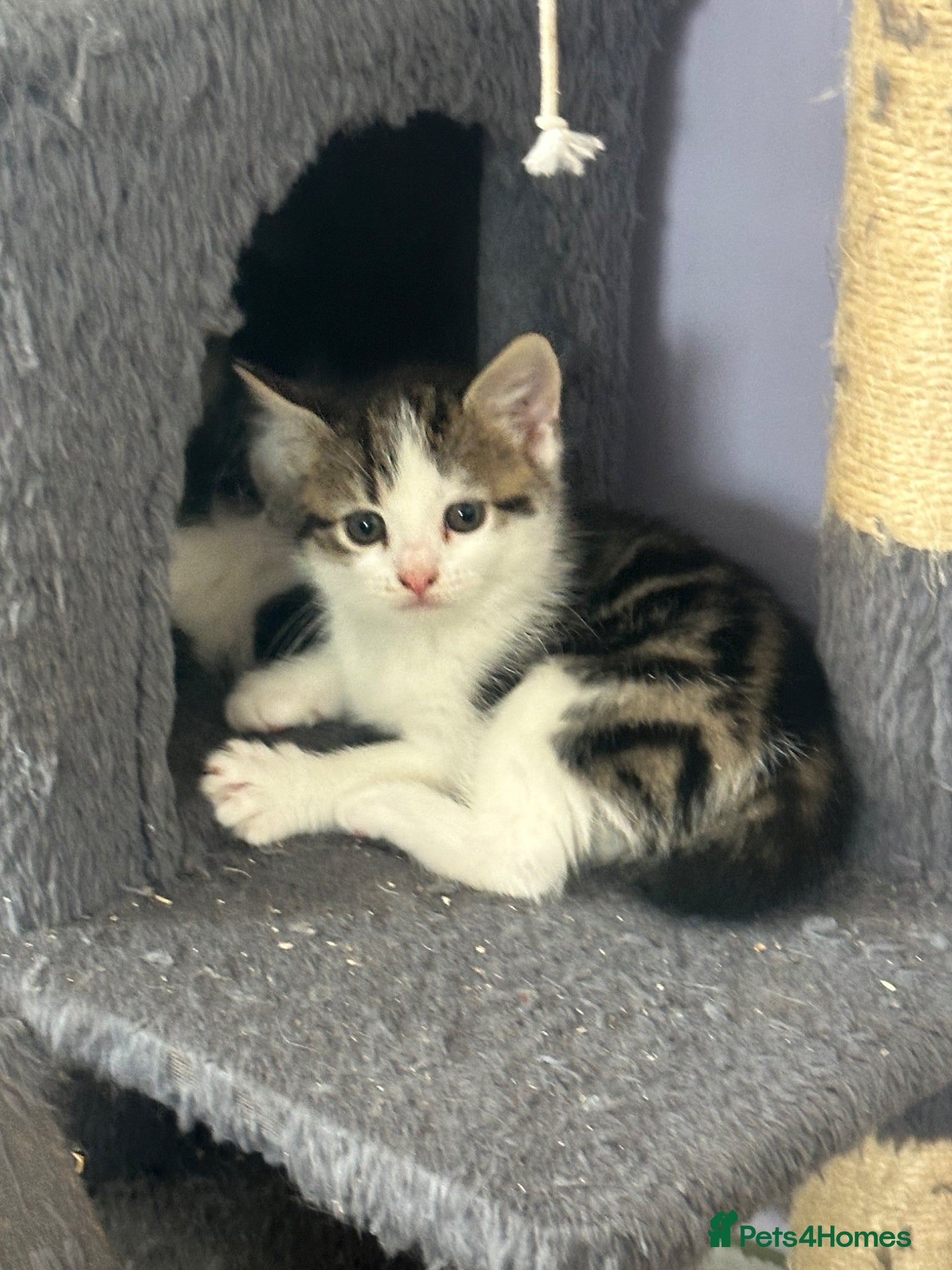 Mixed Breed cats for sale: Mixed breed kittens in Southsea - Advert 2