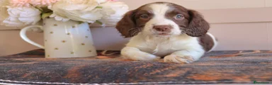 English Springer Spaniel 7