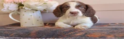 English Springer Spaniel dogs for sale: Beautiful English Springer spaniel pups - Advert 7