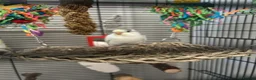 Budgerigars birds for sale: Pied budgie - Advert 2