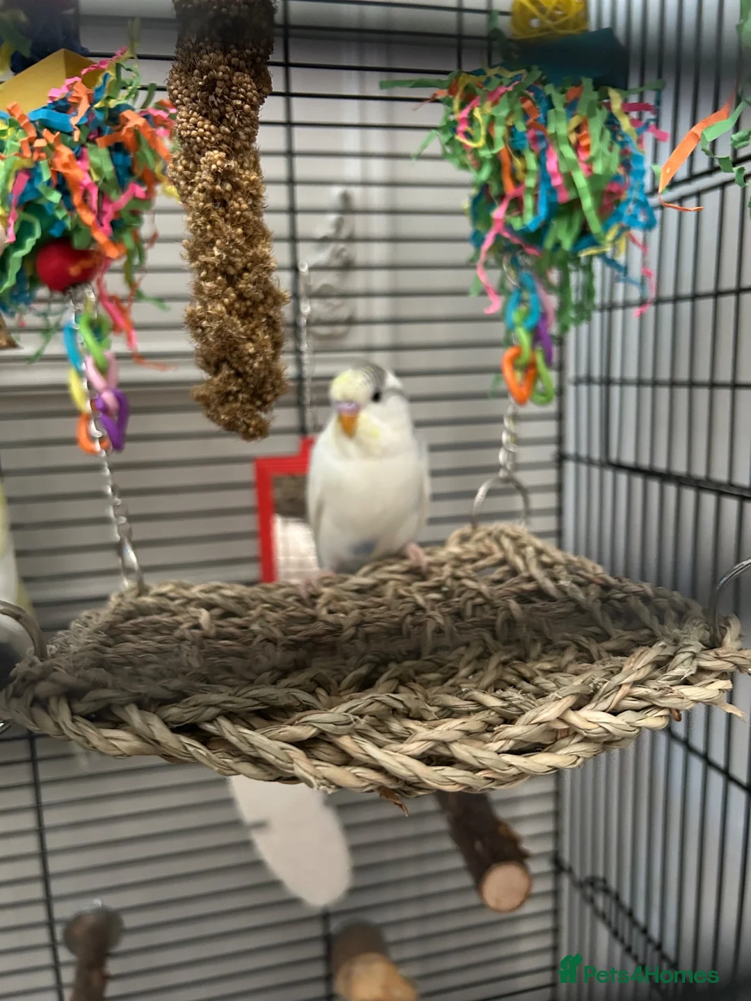 Budgerigars birds for sale: Pied budgie - Advert 2