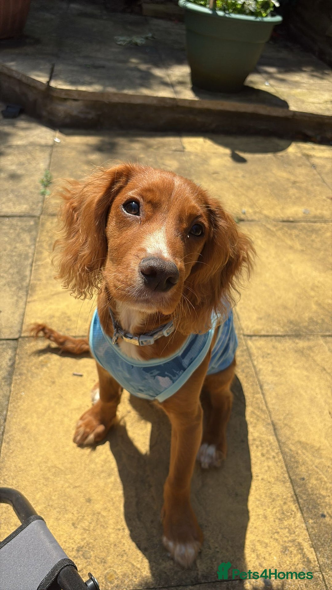 Cocker Spaniel dogs for sale: Rehoming - Advert 1