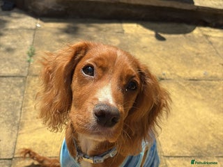 Cocker Spaniel dogs Rehoming - Advert 1