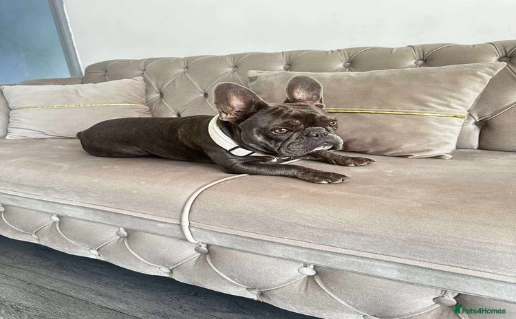 French Bulldog dogs - Advert 3