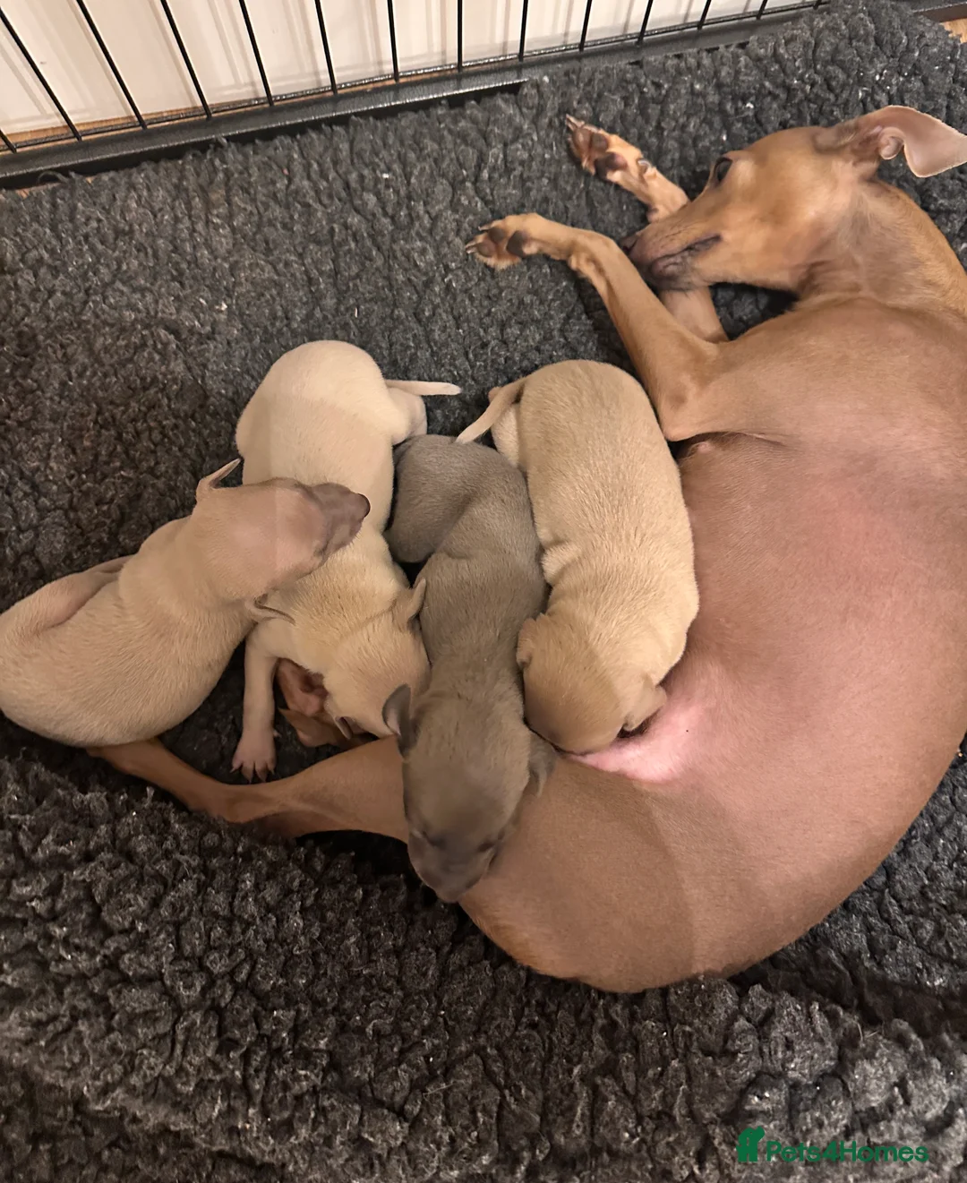 Italian Greyhound dogs for sale: Exceptional KC registered health tested  - Advert 17