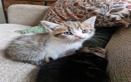 Mixed Breed cats for sale: 4 beautiful kittens available Saturday 22nd - Advert 2