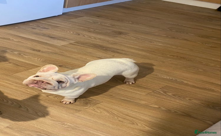 French Bulldog dogs  Ivy Big R O P E  🧬  - Advert 6