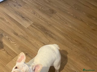 French Bulldog dogs Ivy Big R O P E 🧬 - Advert 4