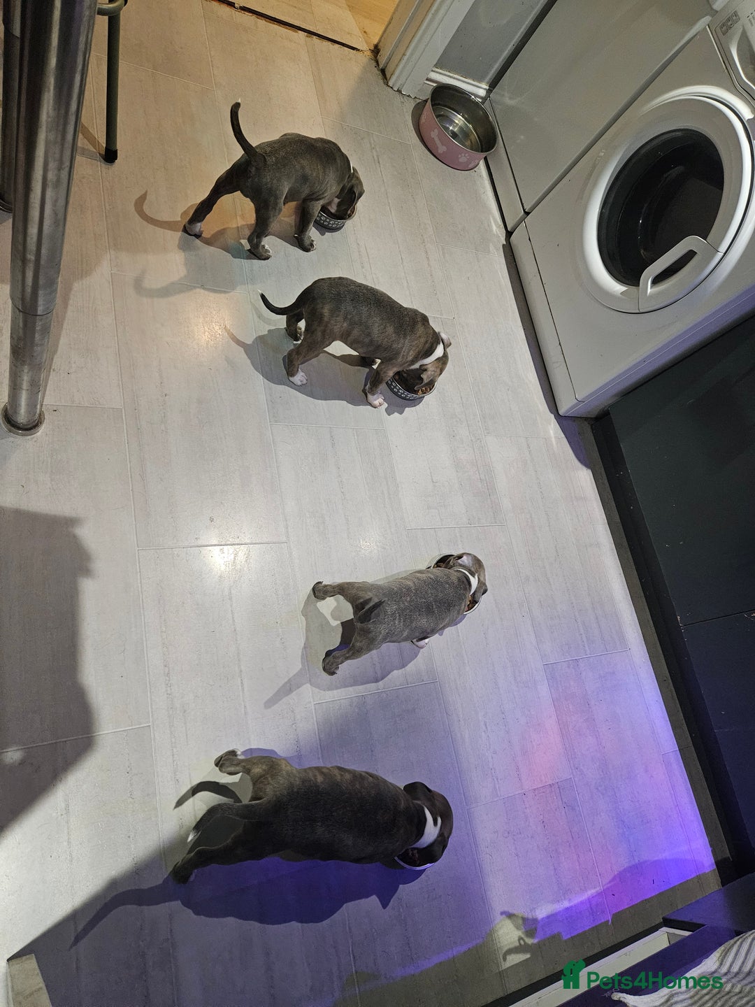 Staffordshire Bull Terrier dogs for sale: Staffy Puppies. Exceptional Temperament. - Advert 24