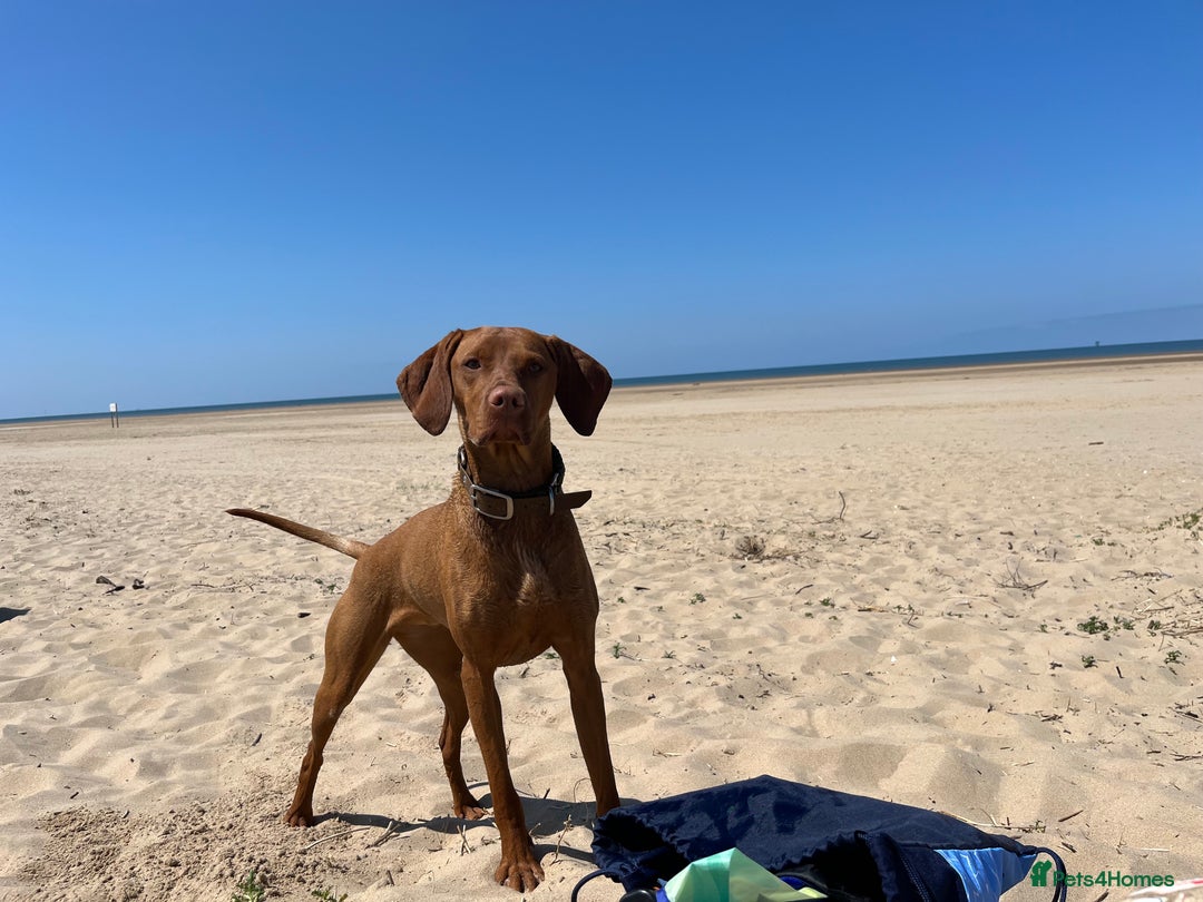 Hungarian Vizsla dogs for sale: Hungarian Vizsla Puppies 5th Generation Pedigree - Image 11